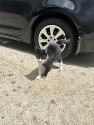 Found/Stray Female Cat last seen Swiney Park, Houston, TX 77020