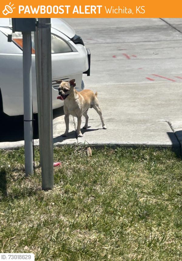 Found/Stray Male Dog last seen Central & West, Wichita, KS 67203