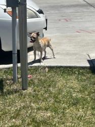 Found/Stray Male Dog last seen Central & West, Wichita, KS 67203