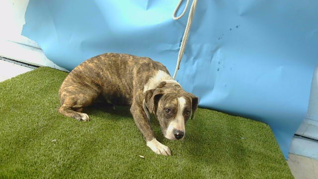Shelter Stray Female Dog last seen , 216 W Victoria St, Gardena, CA 90248, USA