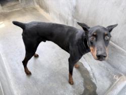 Shelter Stray Male Dog last seen , 3201 Lacy St, Los Angeles, CA 90031, USA