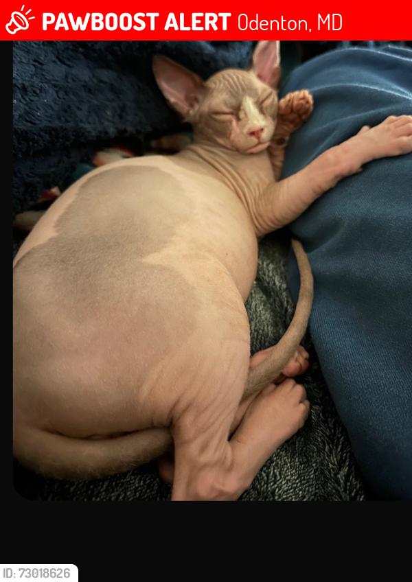 Lost Male Cat last seen Odenton, MD, Odenton, MD 21113