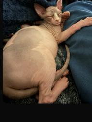 Lost Male Cat last seen Odenton, MD, Odenton, MD 21113