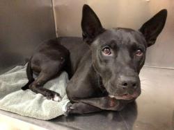 Shelter Stray Male Dog last seen Near BLOCK MISSION BL, JURUPA VALLEY, CA, 6851 Van Buren Boulevard, Jurupa Valley, CA 92509, USA