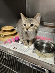 Shelter Stray Male Cat last seen , West Valley Animal Shelter, 20655 Plummer St, Chatsworth, CA 91311, USA