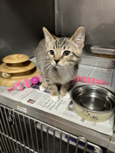 Shelter Stray Male Cat last seen , West Valley Animal Shelter, 20655 Plummer St, Chatsworth, CA 91311, USA