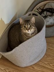 Lost Female Cat last seen Selkirk Street / Hudson Street (same area where the Marpole Neighbourhood hse is), Vancouver, BC 