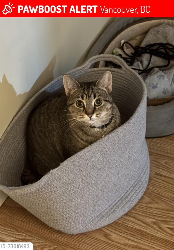 Lost Female Cat last seen Selkirk Street / Hudson Street (same area where the Marpole Neighbourhood hse is), Vancouver, BC 