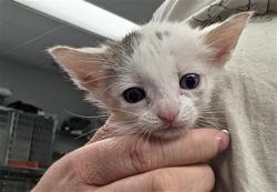 Shelter Stray Female Cat last seen , 201 S Mt Vernon Ave, Bakersfield, CA 93307, USA