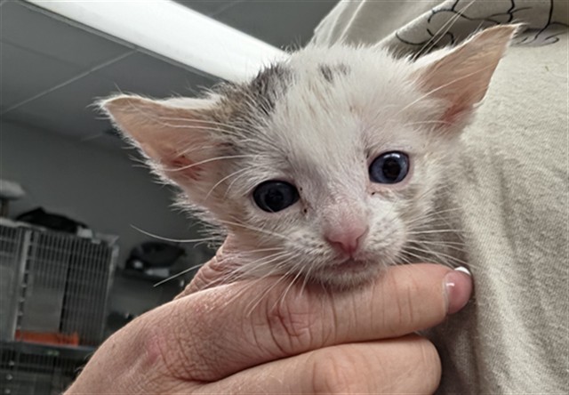 Shelter Stray Female Cat last seen , 201 S Mt Vernon Ave, Bakersfield, CA 93307, USA