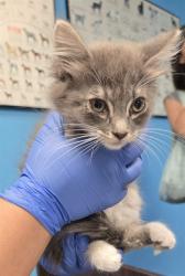 Shelter Stray Female Cat last seen COFFEE HAGEMAN ST BAKERSFIELD, 201 S Mt Vernon Ave, Bakersfield, CA 93307, USA