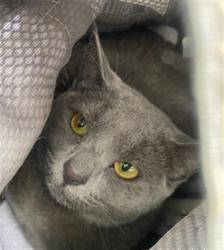 Shelter Stray Female Cat last seen Near BLOCK ALABAMA X 18TH, 1419 Bryant St, San Francisco, CA 94103, USA