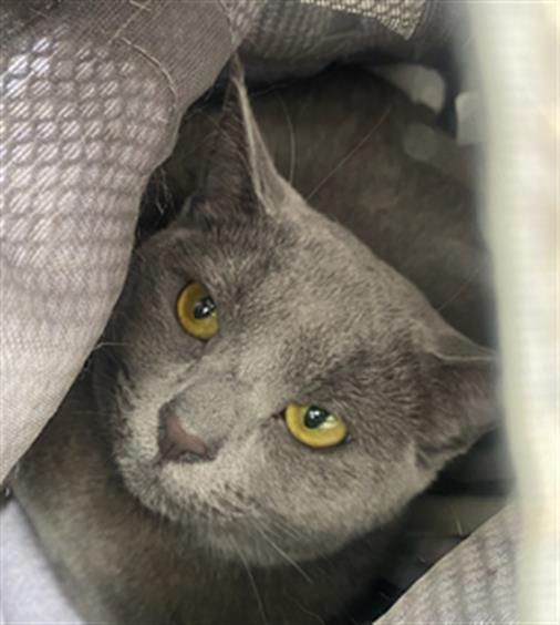 Shelter Stray Female Cat last seen Near BLOCK ALABAMA X 18TH, 1419 Bryant St, San Francisco, CA 94103, USA
