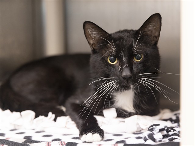 Shelter Stray Male Cat last seen W ORANGEWOOD AVE & 110TH LN, 5501 E Van Buren St, Phoenix, AZ 85008, USA