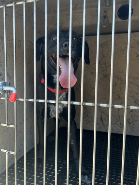 Shelter Stray Male Dog last seen Near BLOCK E CAREY AVE, NORTH LAS VEGAS NV 89030, 655 N Mojave Rd, Las Vegas, NV 89101, USA