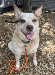 Shelter Stray Male Dog last seen Near BLOCK CEDAR FALLS RD SE, NORTH BEND WA 98045, 21615 64th Ave S, Kent, WA 98032, USA
