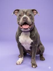 Shelter Stray Male Dog last seen Near BLOCK GRAN BAY PKWY APT 111, 2020 Forest St, Jacksonville, FL 32204, USA