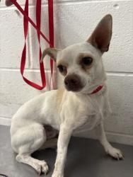 Shelter Stray Male Dog last seen Near BLOCK E. WILSON ST, 333 Chandler Pl, San Bernardino, CA 92408, USA