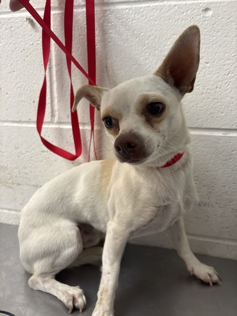 Shelter Stray Male Dog last seen Near BLOCK E. WILSON ST, 333 Chandler Pl, San Bernardino, CA 92408, USA