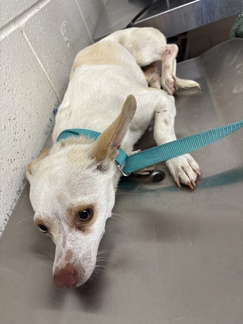 Shelter Stray Male Dog last seen Near BLOCK E. WILSON ST, 333 Chandler Pl, San Bernardino, CA 92408, USA