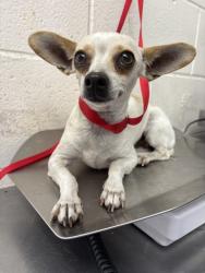 Shelter Stray Female Dog last seen Near BLOCK E. WILSON ST, 333 Chandler Pl, San Bernardino, CA 92408, USA