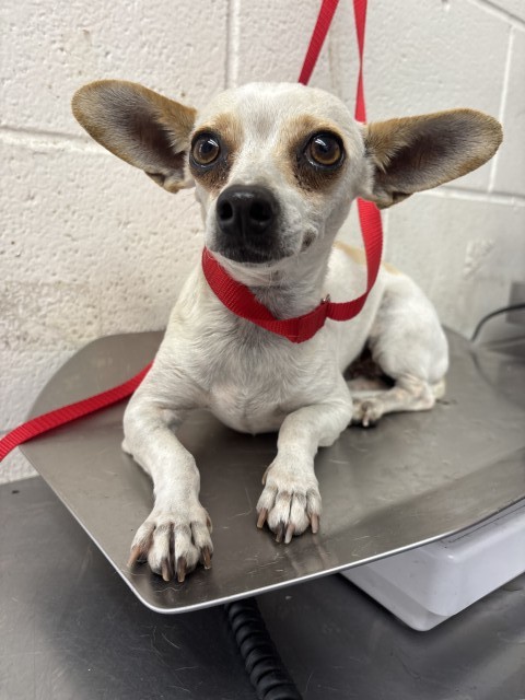 Shelter Stray Female Dog last seen Near BLOCK E. WILSON ST, 333 Chandler Pl, San Bernardino, CA 92408, USA