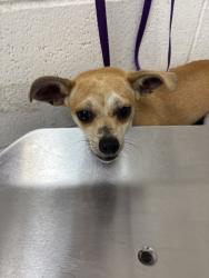Shelter Stray Female Dog last seen Near BLOCK E. WILSON ST, 333 Chandler Pl, San Bernardino, CA 92408, USA