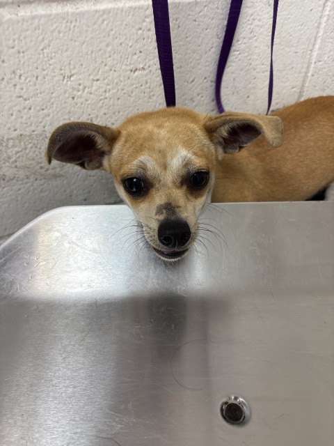 Shelter Stray Female Dog last seen Near BLOCK E. WILSON ST, 333 Chandler Pl, San Bernardino, CA 92408, USA