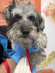 Shelter Stray Female Dog last seen Near BLOCK N BLACKSTONE, 333 Chandler Pl, San Bernardino, CA 92408, USA