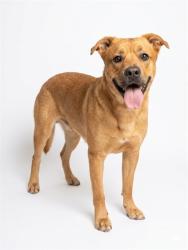Shelter Stray Female Dog last seen Near BLOCK SHATTER AVE JAX BEACH, 2020 Forest St, Jacksonville, FL 32204, USA