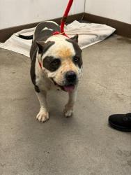 Shelter Stray Male Dog last seen , 4000 N Silverbell Rd, Tucson, AZ 85745, USA