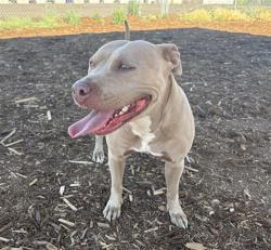 Shelter Stray Female Dog last seen Near BLOCK W BAYAUD AVE, DENVER CO 80223, 1241 W Bayaud Ave, Denver, CO 80223, USA