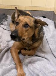 Shelter Stray Female Dog last seen Near BLOCK N KALAMATH ST, DENVER CO 80204, 1241 W Bayaud Ave, Denver, CO 80223, USA