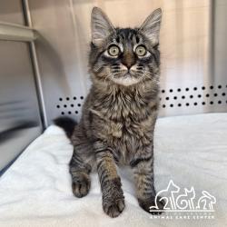 Shelter Stray Male Cat last seen W YALE LOOP/WOODHOLLOW, 92604, 6443 Oak Canyon, Irvine, CA 92618, USA