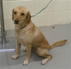 Shelter Stray Female Dog last seen Near BLOCK ECHO CT, OVIEDO FL 32765, 232 Eslinger Way, Sanford, FL 32773, USA