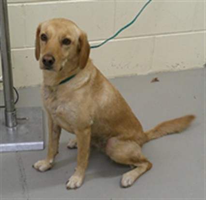 Shelter Stray Female Dog last seen Near BLOCK ECHO CT, OVIEDO FL 32765, 232 Eslinger Way, Sanford, FL 32773, USA