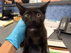Shelter Stray Male Cat last seen CHARLOTTE, 8315 Byrum Dr, Charlotte, NC 28217, USA