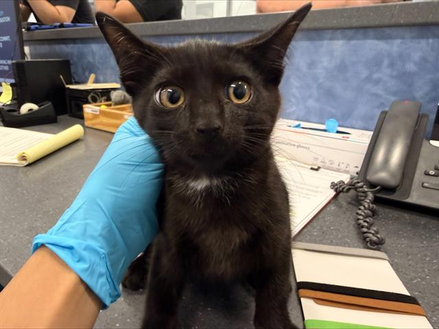 Shelter Stray Male Cat last seen CHARLOTTE, 8315 Byrum Dr, Charlotte, NC 28217, USA