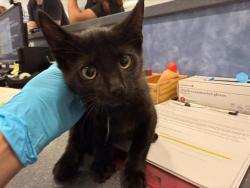 Shelter Stray Female Cat last seen CHARLOTTE, 8315 Byrum Dr, Charlotte, NC 28217, USA