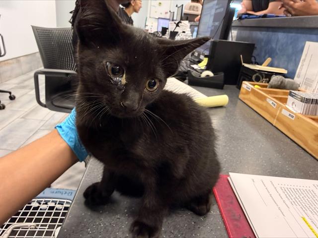 Shelter Stray Male Cat last seen CHARLOTTE, 8315 Byrum Dr, Charlotte, NC 28217, USA