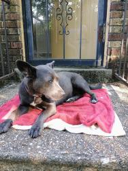 Found/Stray Female Dog last seen Mendenhall, Memphis, TN 38122