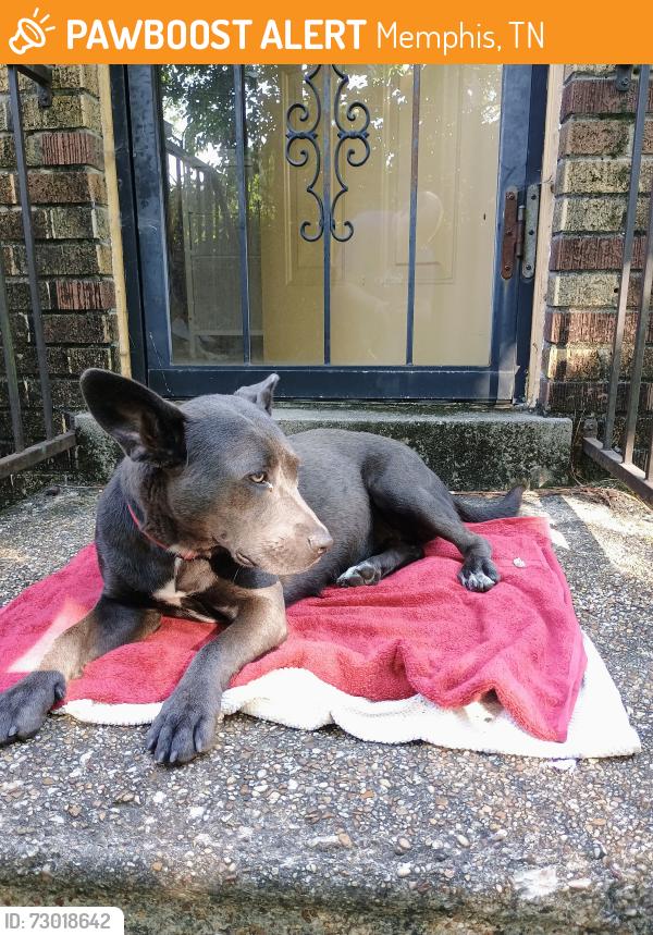 Found/Stray Female Dog last seen Mendenhall, Memphis, TN 38122