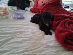 Reunited Unknown Dog last seen Old shell rd, Mobile, AL 36608