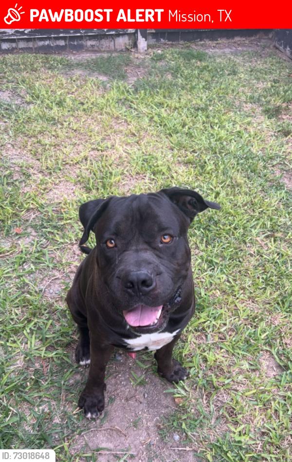 Lost Male Dog last seen Pebble st, Mission, TX 78574