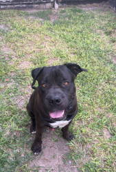 Lost Male Dog last seen Pebble st, Mission, TX 78574