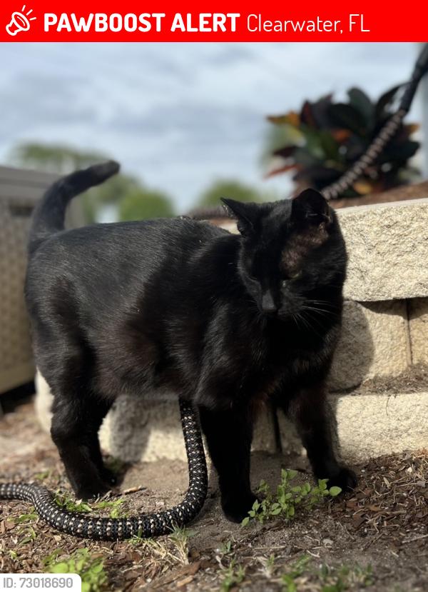 Lost Female Cat last seen Minneola and Grovewood Court, Clearwater, FL 33764
