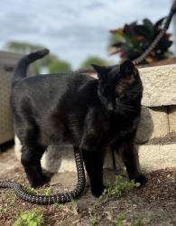 Lost Female Cat last seen Minneola and Grovewood Court, Clearwater, FL 33764