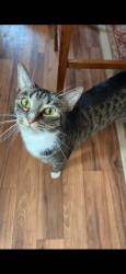 Lost Female Cat last seen Hickory Hills Dr, Bath, PA 18014