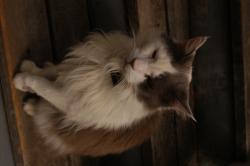Lost Male Cat last seen glisan and 73rd, Portland, OR 97213