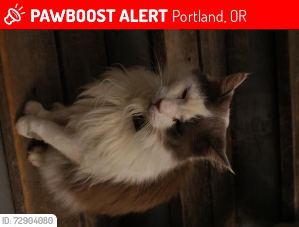 Lost Male Cat last seen glisan and 73rd, Portland, OR 97213